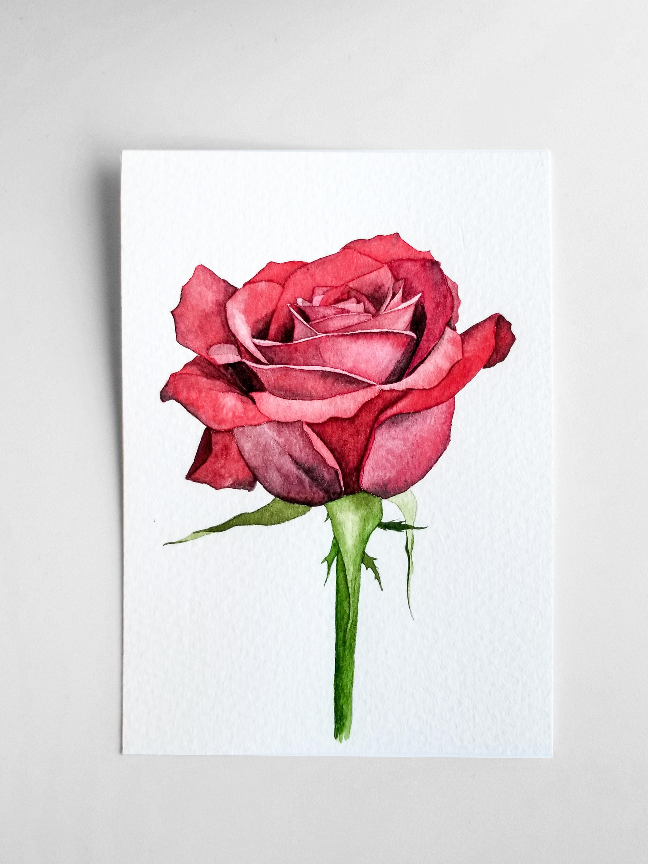 watercolour painting of a rose