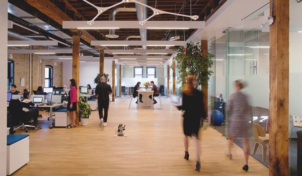 a dog lies down while people work inside a modern open concept office inside a renovated brick and beam building